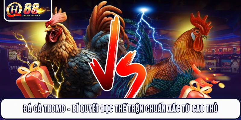 Đá Gà Thomo - Bí Quyết Đọc Thế Trận Chuẩn Xác Từ Cao Thủ